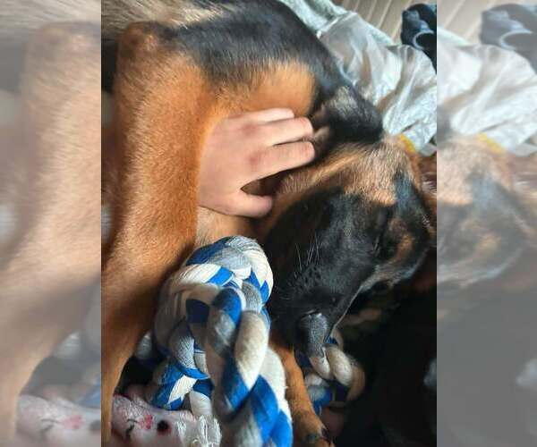Medium Photo #2 German Shepherd Dog Puppy For Sale in AUGUSTA, GA, USA