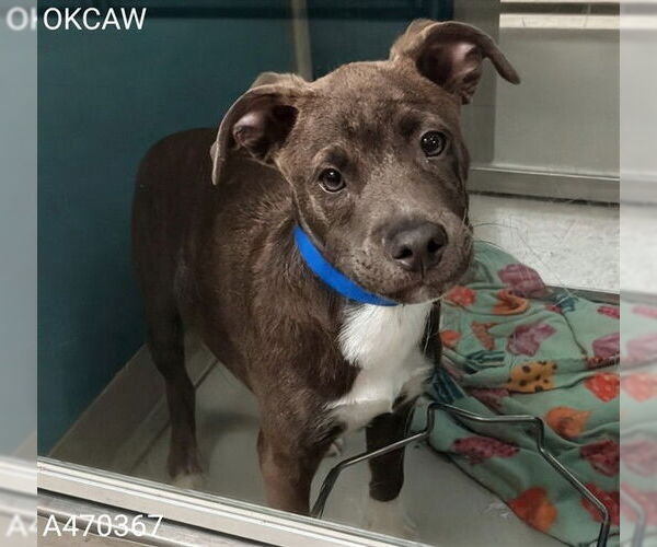 Medium Photo #1 Mutt Puppy For Sale in Oklahoma City, OK, USA