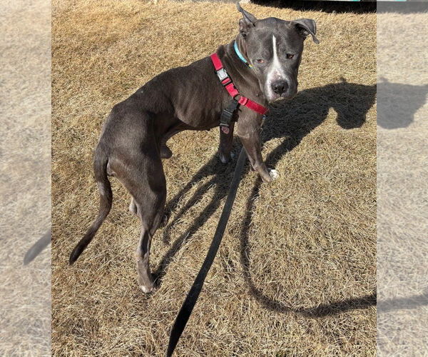 Medium Photo #4 American Bulldog-Unknown Mix Puppy For Sale in Minneapolis, MN, USA