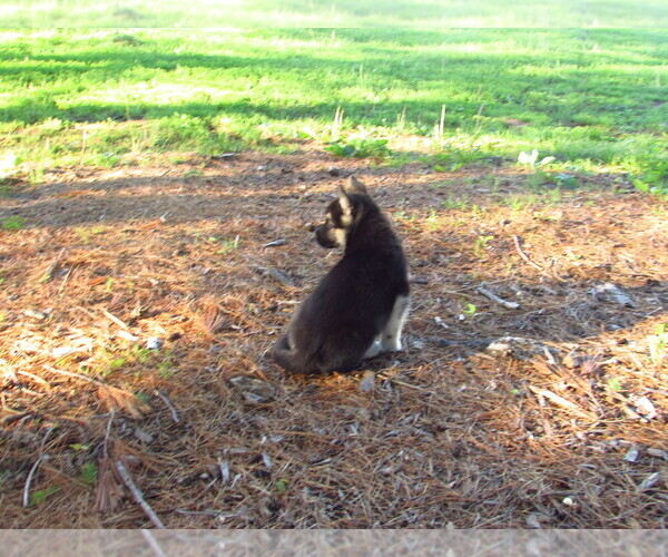 Medium Photo #9 Gerberian Shepsky Puppy For Sale in OWEN, WI, USA