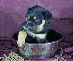 Small Photo #14 Rottweiler Puppy For Sale in HEMINGWAY, SC, USA