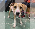 Small #10 American Pit Bull Terrier Mix