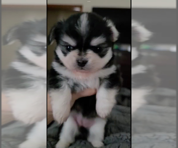 Medium Photo #1 Chihuahua Puppy For Sale in SAINT MARYS, GA, USA