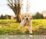 Small Photo #14 Golden Retriever Puppy For Sale in WARSAW, IN, USA