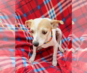Liliana - Female Chihuahua-Unknown Mix Dog for Adoption - Photo #4