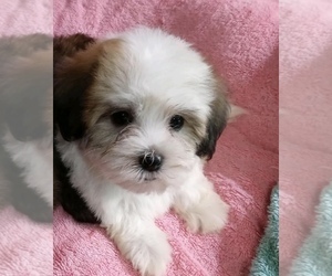 Havanese Puppy for sale in LIVONIA, MI, USA