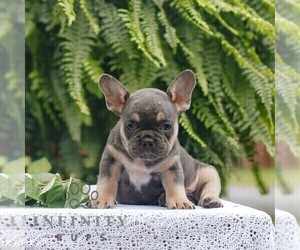 French Bulldog Puppy for sale in NARVON, PA, USA