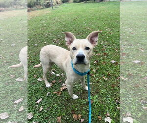 Mutt Dogs for adoption in Rockaway, NJ, USA