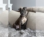 Small Photo #6 American Pit Bull Terrier Puppy For Sale in Alexandria, VA, USA