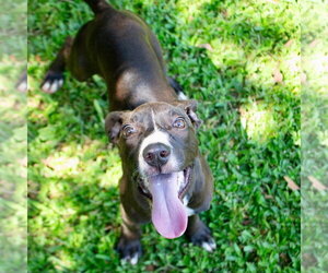 Marley2 - Female Mutt Dog for Adoption - Photo #7