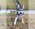 Small #8 Siberian Husky