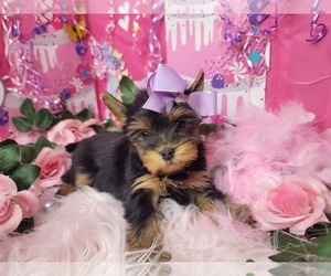 Yorkshire Terrier Puppy for sale in HARKER HEIGHTS, TX, USA