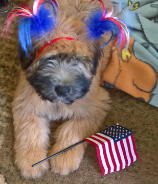 Medium Photo #10 Soft Coated Wheaten Terrier Puppy For Sale in THOMASVILLE, NC, USA