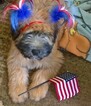 Small Photo #10 Soft Coated Wheaten Terrier Puppy For Sale in THOMASVILLE, NC, USA