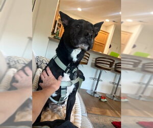 Australian Kelpie-Unknown Mix Dogs for adoption in Brighton, CO, USA