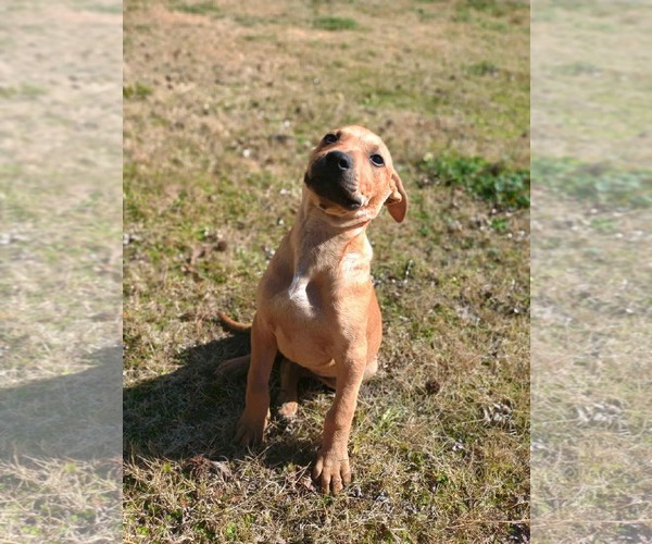 Medium Photo #1 Mutt Puppy For Sale in Princeton, MN, USA