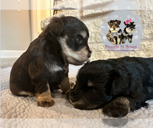 Schnauzer (Miniature) Puppy for sale in VAN ALSTYNE, TX, USA