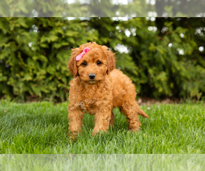 Goldendoodle-Poodle (Miniature) Mix Puppy for sale in BREMEN, IN, USA