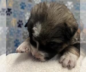 German Shepherd Dog Dogs for adoption in Rosenberg, TX, USA