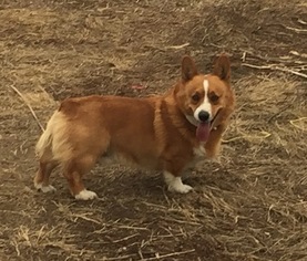 Father of the Pembroke Welsh Corgi puppies born on 11/13/2018