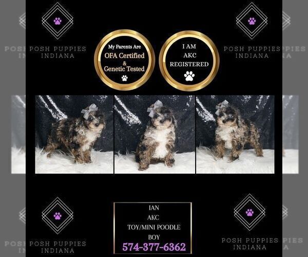 Medium Photo #8 Poodle (Toy) Puppy For Sale in WARSAW, IN, USA