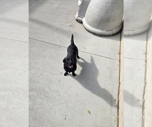 Medium Photo #1 Mutt Puppy For Sale in Maquoketa, IA, USA