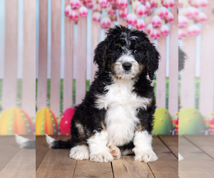 Bernedoodle Puppy for sale in NORTH ADAMS, MI, USA
