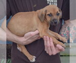 Small Photo #4 American Staffordshire Terrier-German Shepherd Dog Mix Puppy For Sale in Huntley, IL, USA