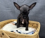 Small Photo #8 Chihuahua Puppy For Sale in SAINT AUGUSTINE, FL, USA