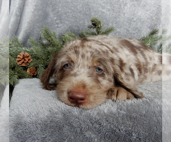 Medium Photo #6 Labradoodle Puppy For Sale in MILLERSBURG, OH, USA