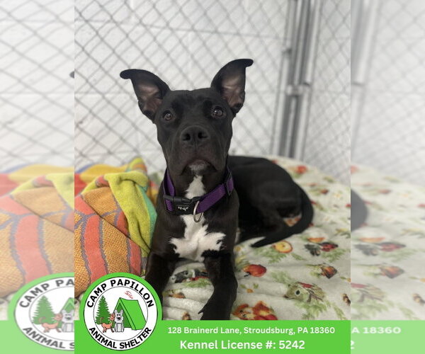 Medium Photo #1 American Pit Bull Terrier-Unknown Mix Puppy For Sale in Stroudsburg, PA, USA