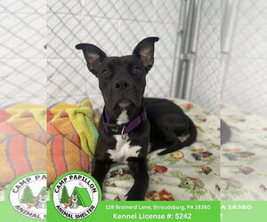 American Pit Bull Terrier-Unknown Mix Dogs for adoption in Stroudsburg, PA, USA