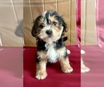 Small Photo #5 YorkiePoo Puppy For Sale in FAIR HAVEN, MI, USA