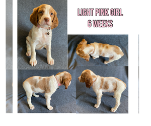 Brittany Puppy for sale in BLANCHESTER, OH, USA