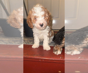 Cavapoo (Miniature) Litter for sale in WEST HARTFORD, CT, USA