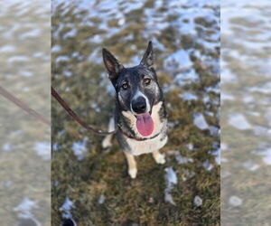 German Shepherd Dog Dogs for adoption in Ogden, UT, USA