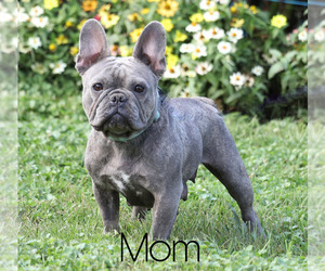 Mother of the French Bulldog puppies born on 07/14/2021