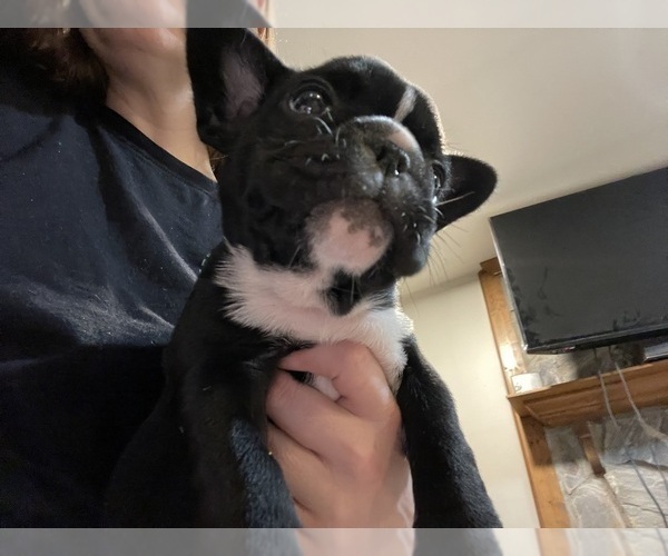 Medium Photo #22 French Bulldog Puppy For Sale in LILLINGTON, NC, USA