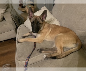 Malinois Puppy for sale in CALDWELL, ID, USA