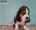 Puppy Bliss Basset Hound