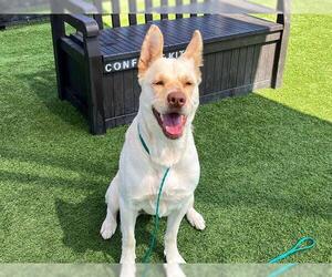 Siberian Husky-Unknown Mix Dogs for adoption in Orange, CA, USA