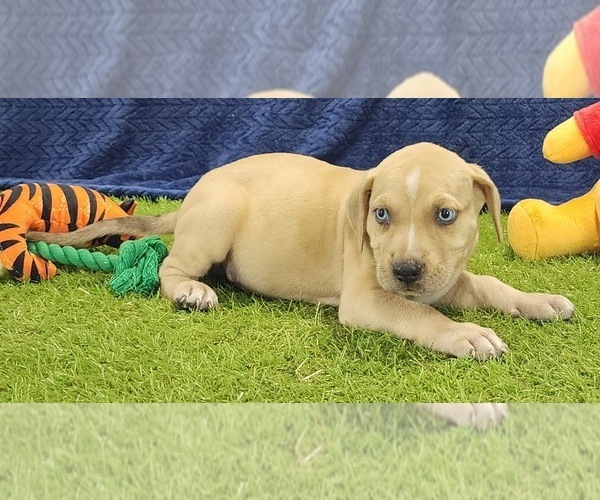 Medium Photo #9 Catahoula Leopard Dog Puppy For Sale in CUMBY, TX, USA