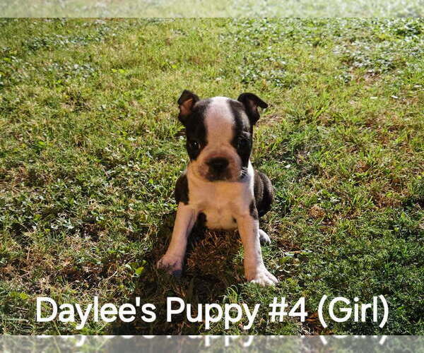 Medium Photo #5 Boston Terrier Puppy For Sale in CALDWELL, TX, USA