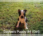 Small #4 Boston Terrier