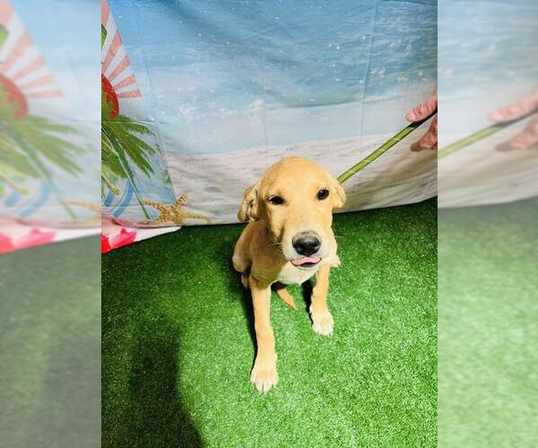 Medium Photo #1 Redbone Coonhound-Unknown Mix Puppy For Sale in Globe, AZ, USA