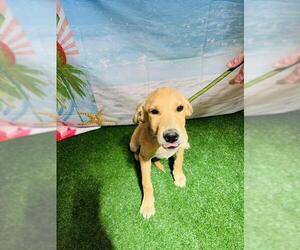Redbone Coonhound-Unknown Mix Dogs for adoption in Globe, AZ, USA