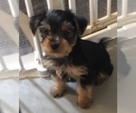 Small Photo #11 Yorkshire Terrier Puppy For Sale in MONETA, VA, USA