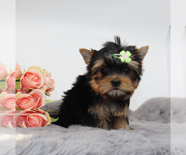 Medium Photo #3 Yorkshire Terrier Puppy For Sale in LOS ANGELES, CA, USA
