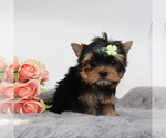 Small #2 Yorkshire Terrier