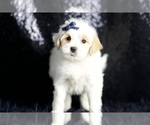 Small Maltipoo